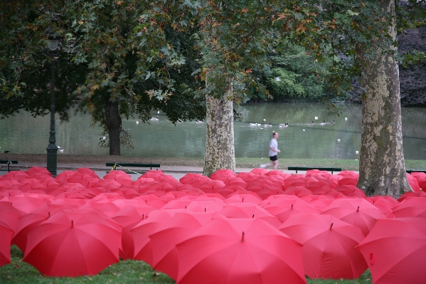 Plant leaf flower paris Photo