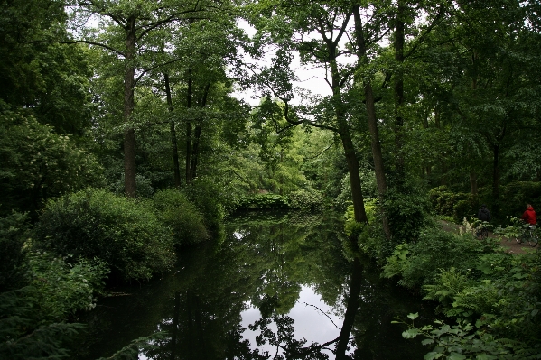 Baum natur wald wildnis
 Foto