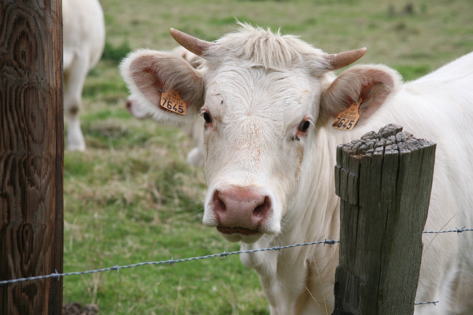 Cultiver prairie
 vache pâturage
