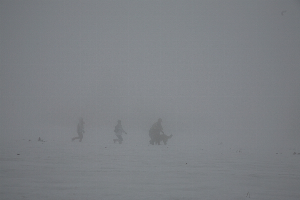 Schnee winter vogel nebel Foto