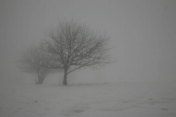 Baum zweig schnee winter Foto