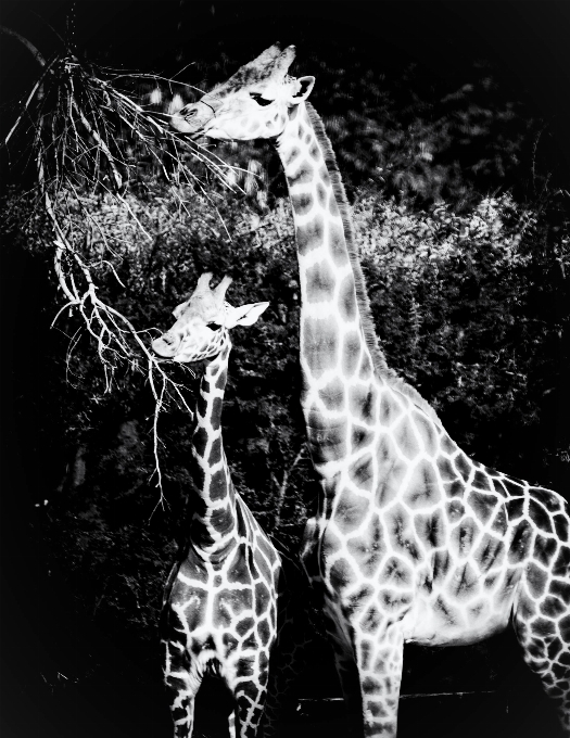 Hitam dan putih
 putih fotografi satwa