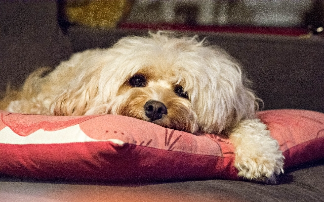 Foto Filhote de cachorro mamífero imagem legal
