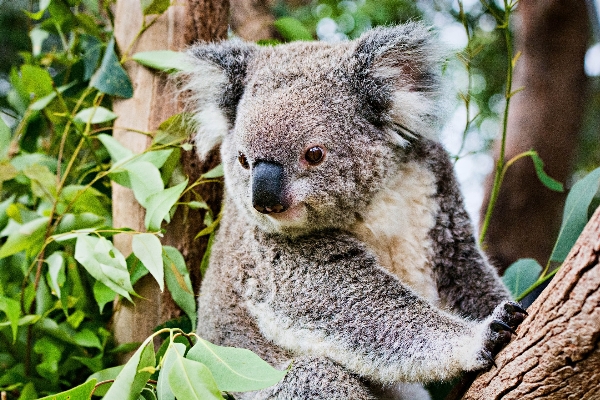 Animal cute wildlife zoo Photo