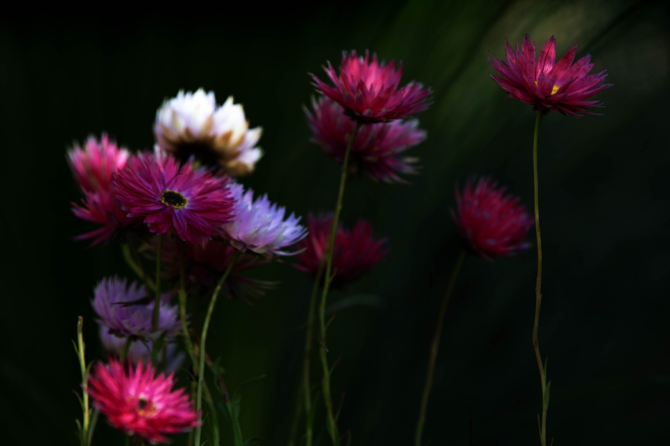 Fleur usine flore la photographie