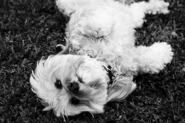 黒と白
 白 子犬 犬 写真