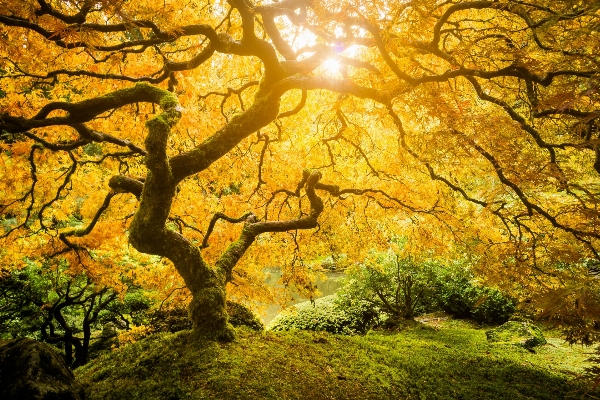 Photo Arbre forêt bifurquer créatif