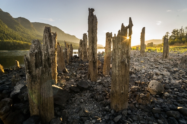 風景 木 rock クリエイティブ 写真