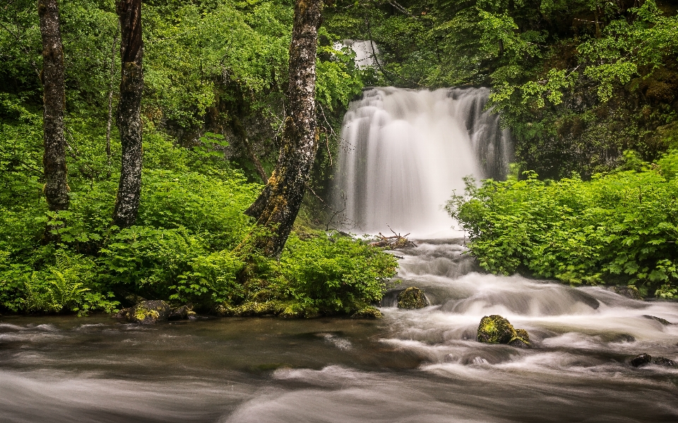 Landscape tree water nature