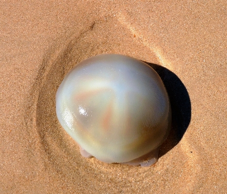 Beach nature animal jellyfish Photo