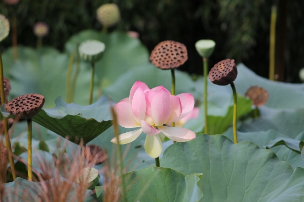 Nature outdoor blossom plant Photo