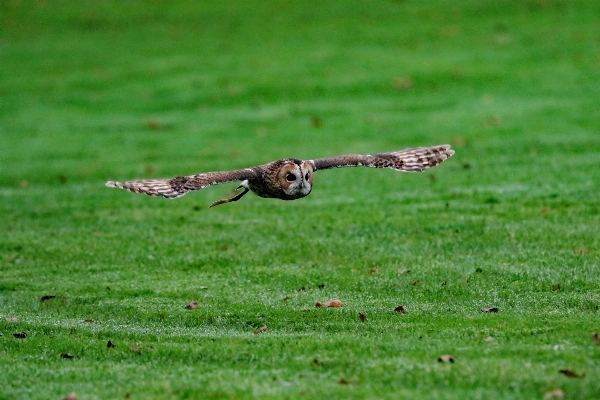 Nature grass wilderness bird Photo