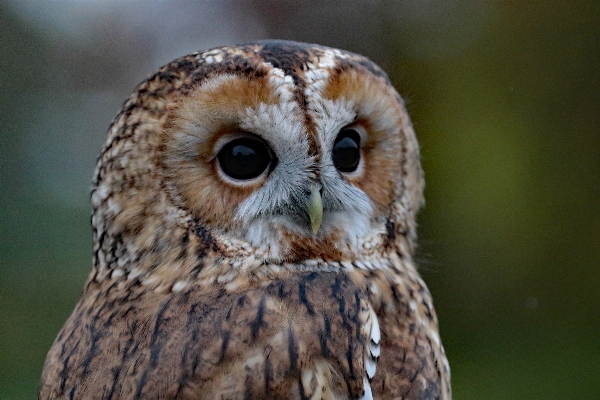 Nature wilderness bird wildlife Photo