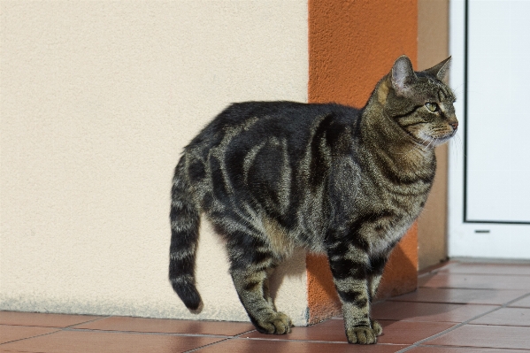 Foto Peliharaan bulu anak kucing