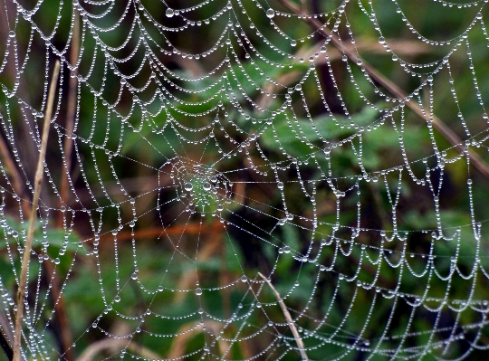 Foto Acqua natura rugiada filo