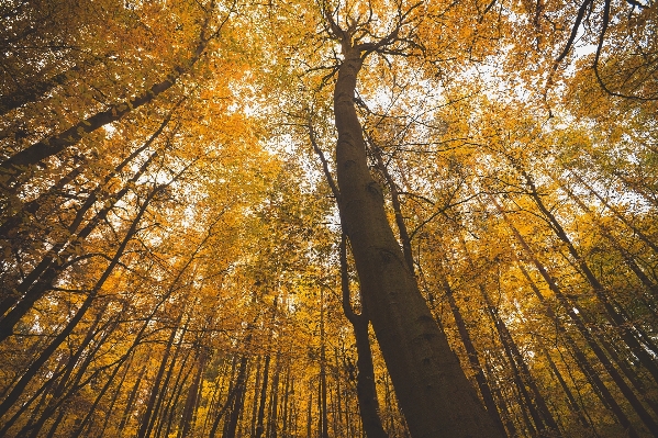 Tree nature forest outdoor Photo