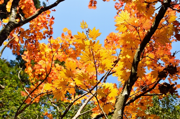 Landscape tree branch plant Photo