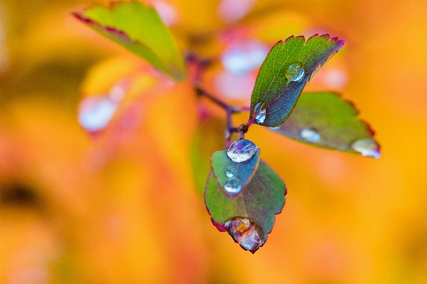 Tree water nature branch Photo