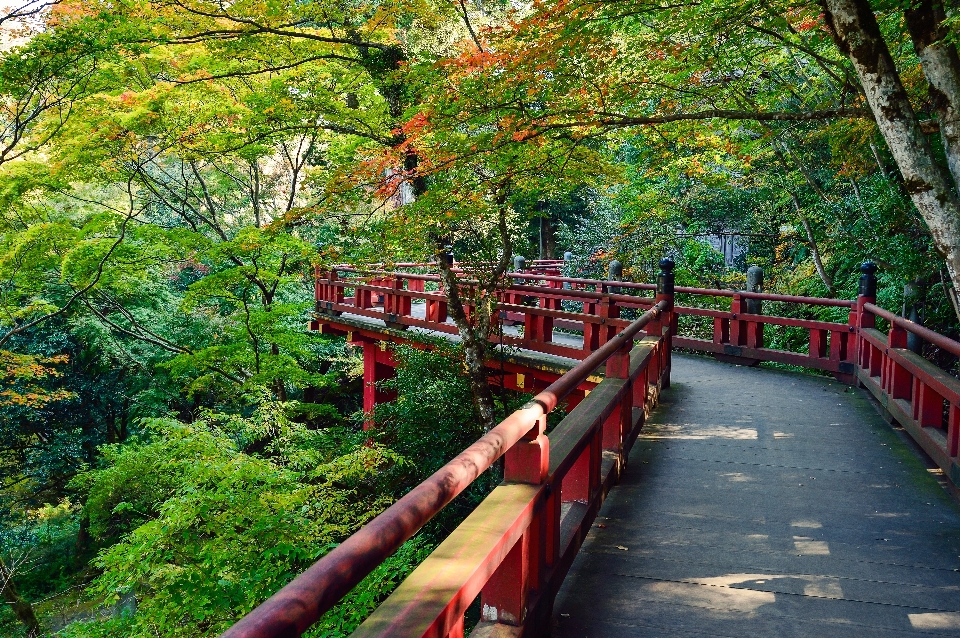 風景 木 植物 橋