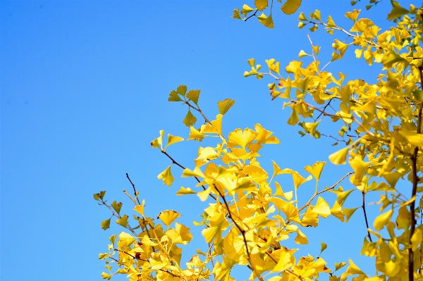 Landscape tree branch blossom Photo