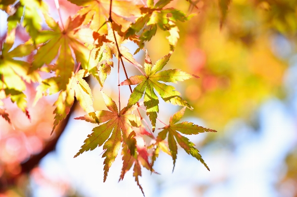 Photo Paysage arbre nature bifurquer