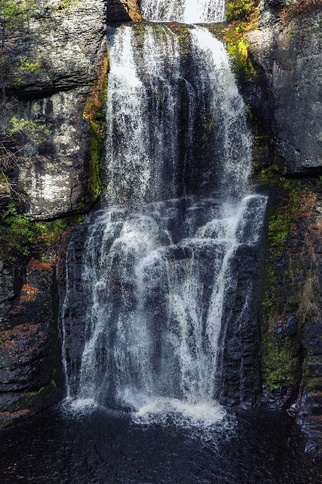 風景 水 自然 森