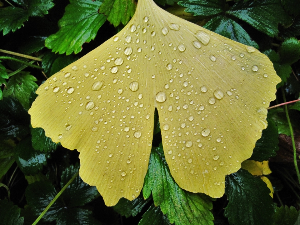 Tree nature structure plant