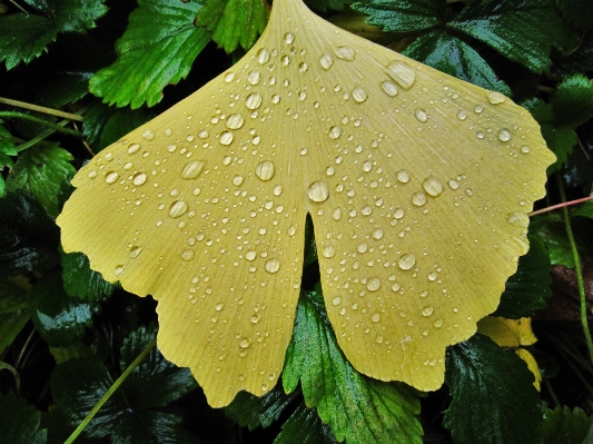 Tree nature structure plant Photo