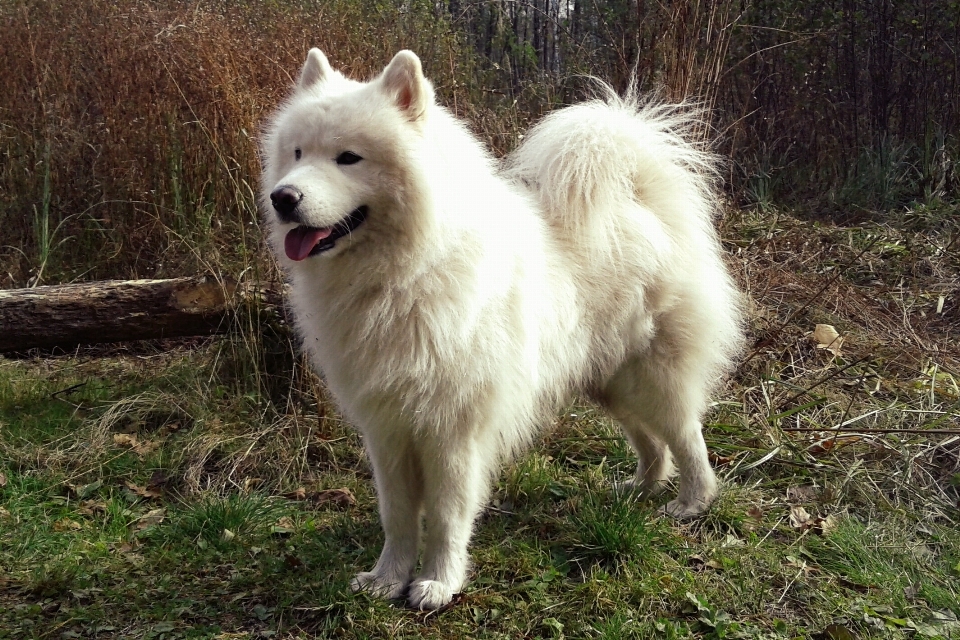 Natura bianco cane mammifero