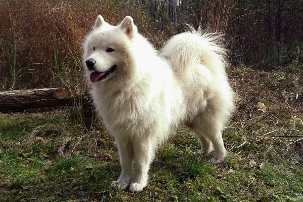 Nature white dog mammal Photo