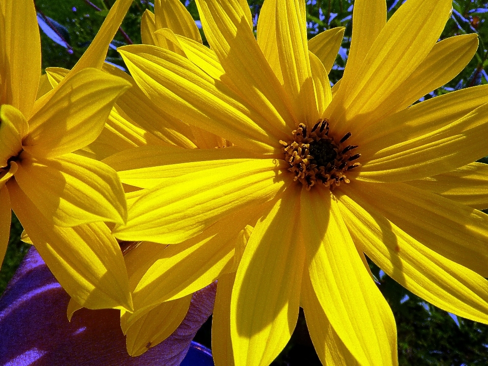 Planta flor pétalo amarillo