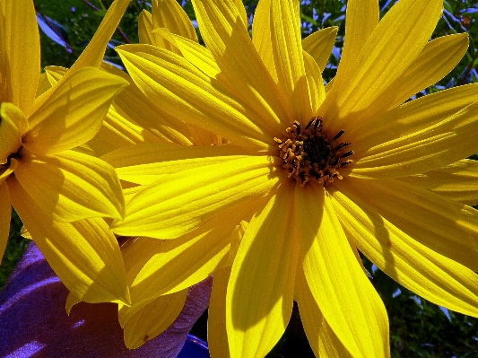 Foto Plantar flor pétala amarelo