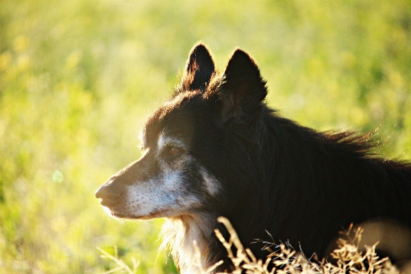 Grass field dog wildlife Photo