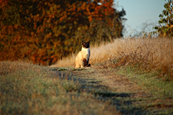 Nature grass morning wildlife Photo