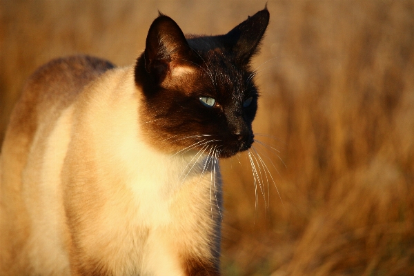 自然 草 小猫 猫 照片