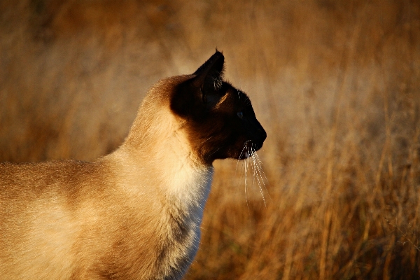 野生动物 小猫 猫 秋天 照片