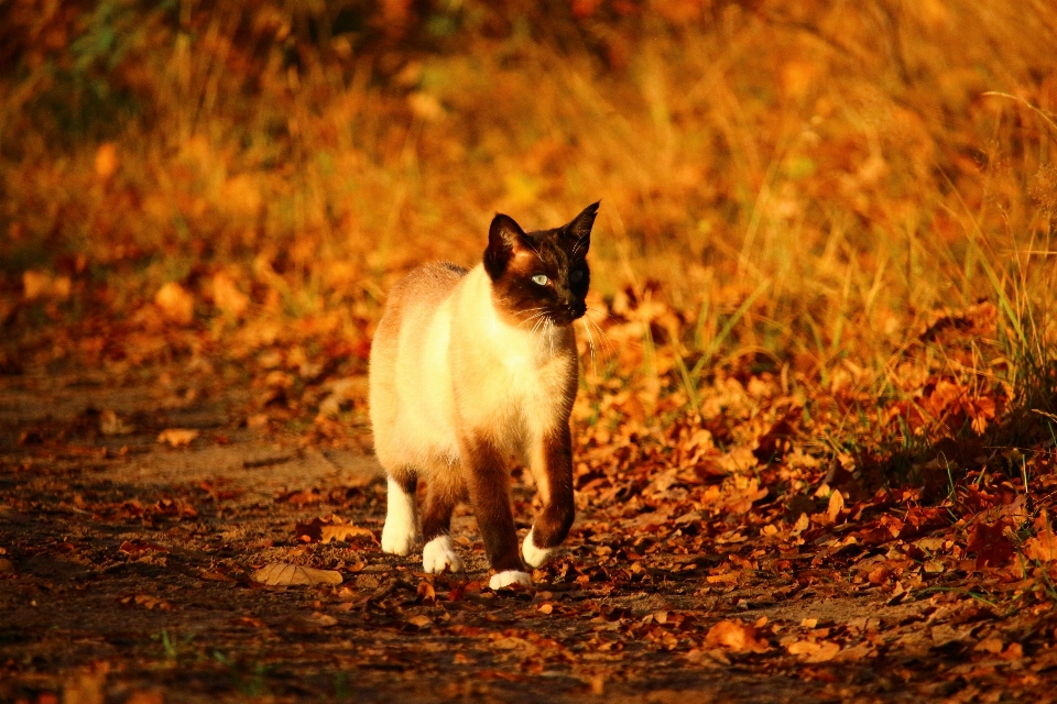 自然 野生動物 子猫 猫