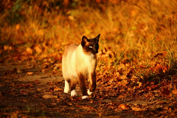 自然 野生动物 小猫 猫 照片