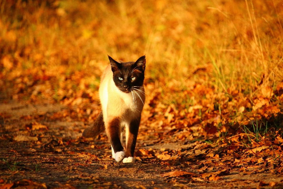 Natur tierwelt kätzchen katze