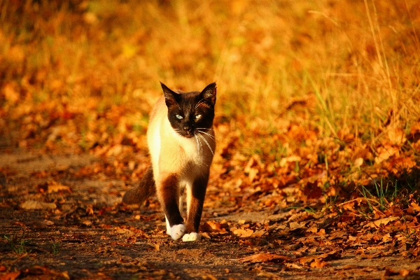 自然 野生动物 小猫 猫 照片