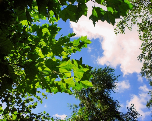 Tree nature forest branch Photo