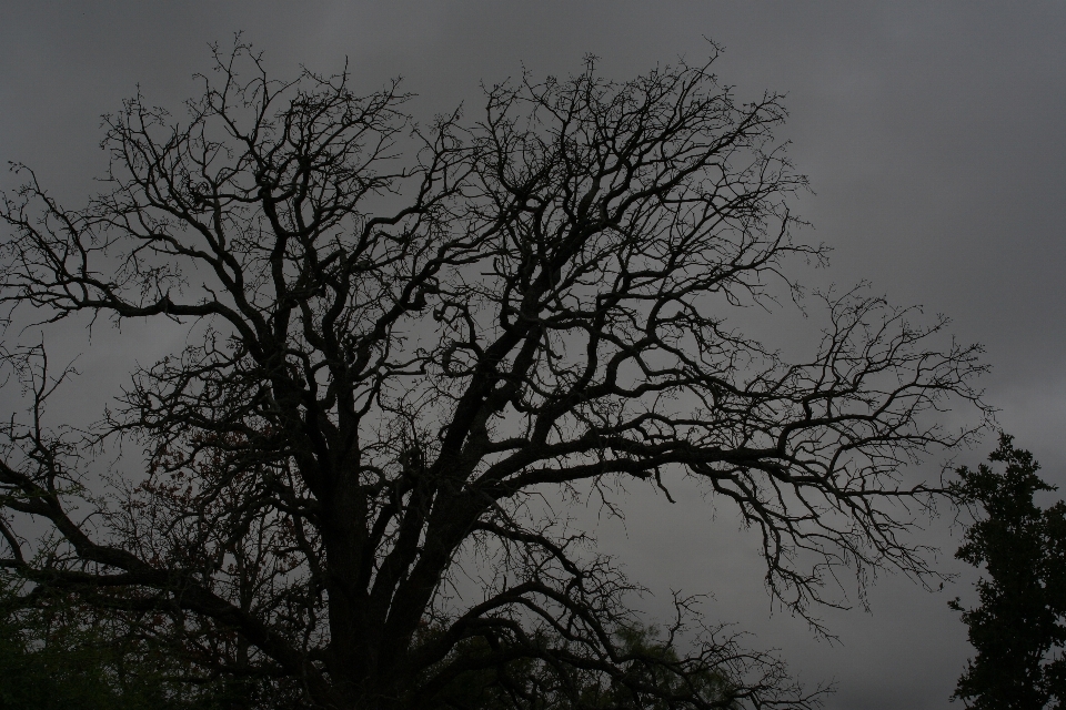 Tree nature branch winter