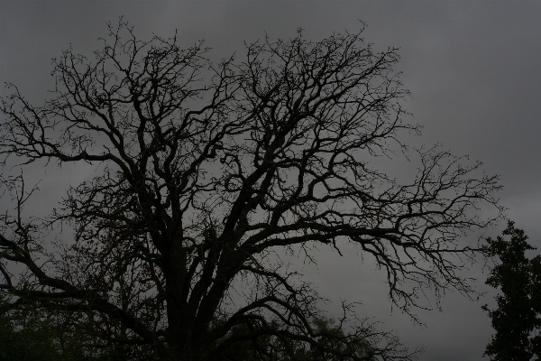 Tree nature branch winter Photo