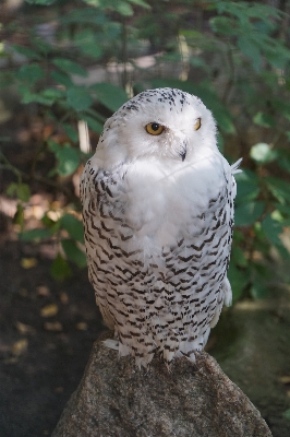 Foto Alam burung putih satwa