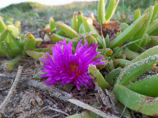 Foto Cacto
 plantar flor botânica
