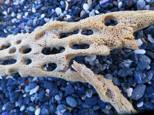 Beach sea sand rock Photo