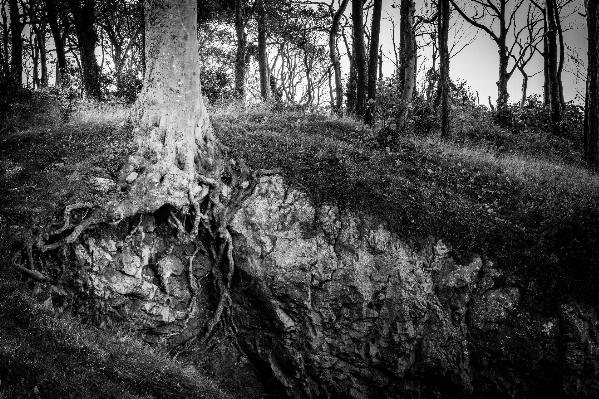 Foto Pohon alam hutan cabang