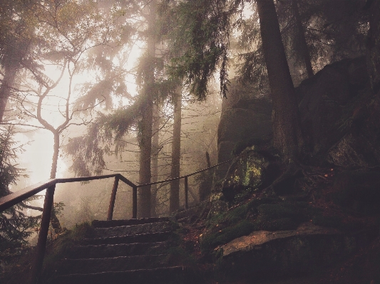 Foto Pohon alam hutan luar ruangan