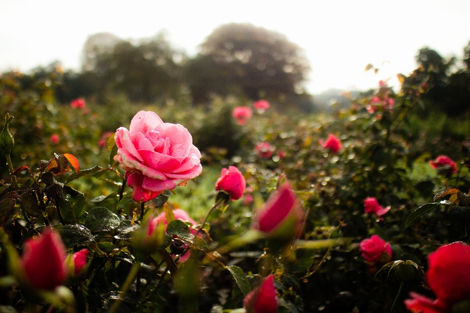 Fiore pianta autunno petalo