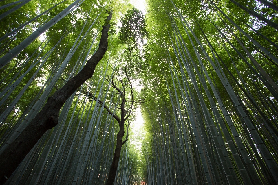 Arbre nature forêt extérieur